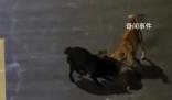 大學生用無人機救遭撕咬保護動物 學生們見狀遠程救援