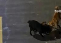 大學生用無人機救遭撕咬保護動物 學生們見狀遠程救援