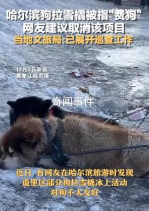 哈爾濱回應(yīng)網(wǎng)友建議取消狗拉爬犁 引起許多網(wǎng)友關(guān)注