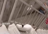 貓咪犟種附體欲跳對面房頂連摔3次