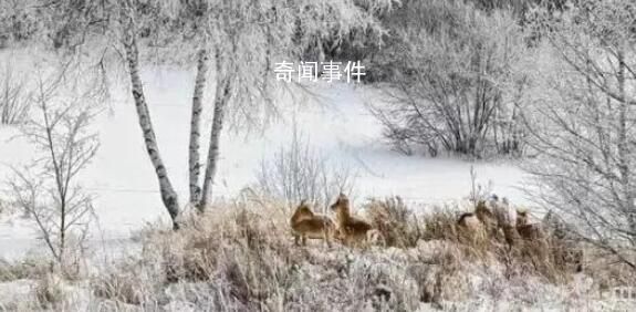 上萬(wàn)只蒙古野生黃羊跨越中蒙邊境