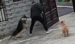知情人回應(yīng)狗主人鎖狗被瘋狂攻擊