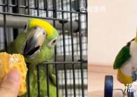網友分享自家鸚鵡吃“斷頭飯” 引發熱議