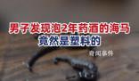 男子發(fā)現(xiàn)泡2年的藥酒里海馬竟是塑料