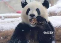 萌蘭滾了一身炸裂糖霜 網友：這是可鹽可甜的雪佛蘭呀