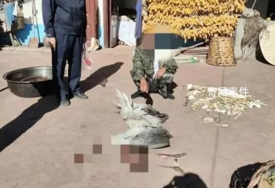 男子殺害“高原神鳥”烹食被刑拘 系國家一級重點(diǎn)保護(hù)野生動物