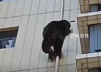 廣東有猩猩爬居民樓?物業:沒抓住