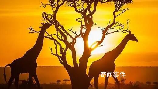 肯尼亞明年1月起對全球游客免簽