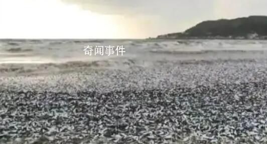 日本北海道海岸現大量沙丁魚尸體 目前原因不明