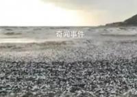 日本北海道海岸現(xiàn)大量沙丁魚尸體 目前原因不明
