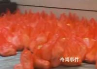暴雪天物業囤白菜免費送業主 白菜燉粉條和這個天氣太配了