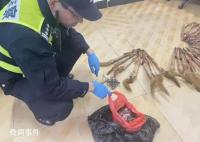 上海男子捕食33只黃鼠狼 被警方抓獲