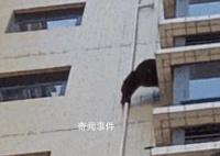 黑猩猩攀爬居民樓?專家:是藏酋猴