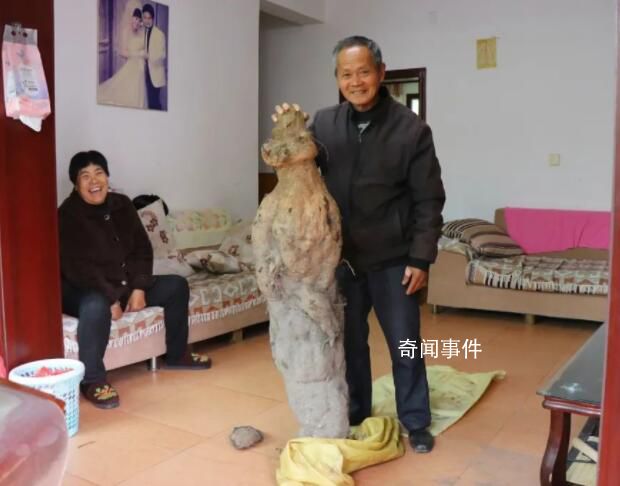 老人挖到近百斤“亞洲人參”