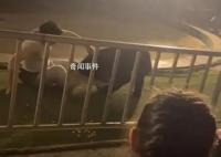 黑熊表演時抱咬馴獸師 動物園回應