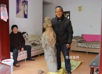 老人挖到近百斤“亞洲人參”