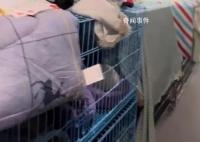 一輛載有950余只貓的運貓車被攔截