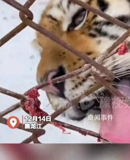 東北虎舔鐵舌頭被凍住 一臉委屈