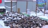 東北的室外果然是天然大冰箱