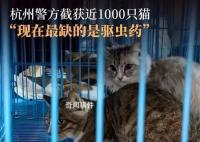 愛貓失蹤90后女孩暗訪整條產業鏈