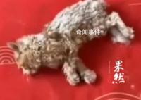 小貓雪天被凍僵女子用吹風機救活