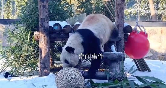 丫丫開啟冬至進補模式 網友：鳥朋友也來陪丫寶過節啦