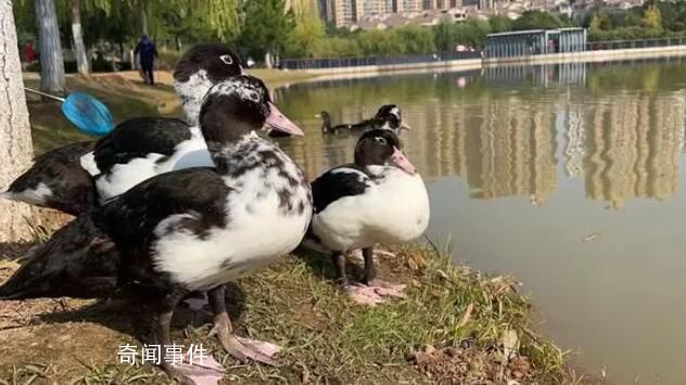 公園喊話游客把綁走的鴨子還回來 直到昨天僅剩的一對也被擄走了1只
