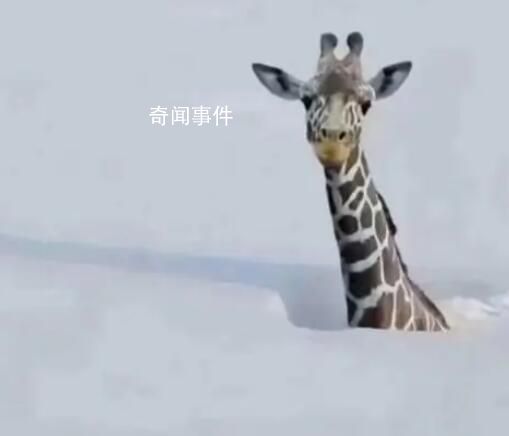 連降暴雪動物園只剩長頸鹿露頭?
