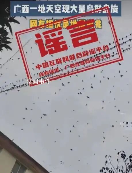 鳥群盤旋是地震前兆?多地辟謠