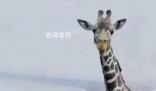 連降暴雪動物園只剩長頸鹿露頭?