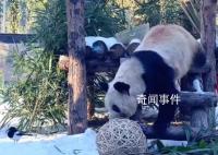 丫丫開啟冬至進補模式 網友：鳥朋友也來陪丫寶過節啦