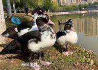 公園喊話游客把綁走的鴨子還回來 直到昨天僅剩的一對也被擄走了1只