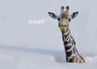 連降暴雪動物園只剩長頸鹿露頭?