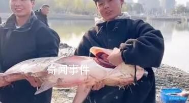 高校內湖撈3000斤魚直送食堂 湖南一高校請全校吃全魚宴