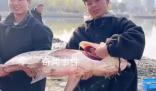 高校內(nèi)湖撈3000斤魚直送食堂 湖南一高校請全校吃全魚宴