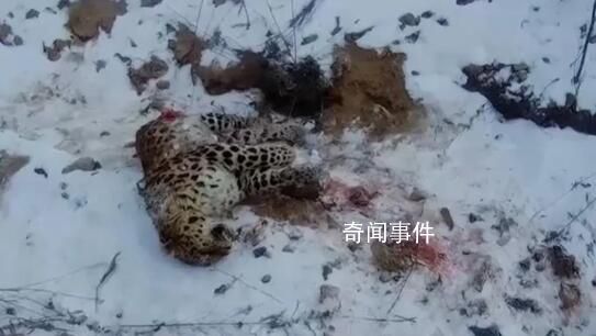 還原東北虎捕殺東北豹搏斗經(jīng)過