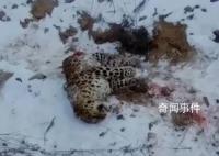還原東北虎捕殺東北豹搏斗經過