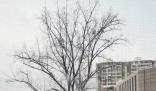 “鵝毛大雪”才是暴雪?