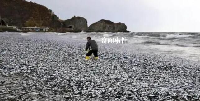 日本離奇死魚多到漁船寸步難行