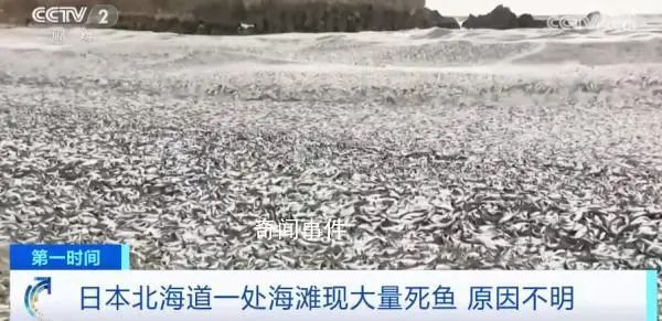 日本一月出現兩次死魚潮 漁港內部分死魚已經腐爛