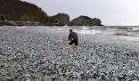 日本離奇死魚多到漁船寸步難行
