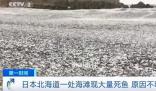 日本一月出現兩次死魚潮 漁港內部分死魚已經腐爛
