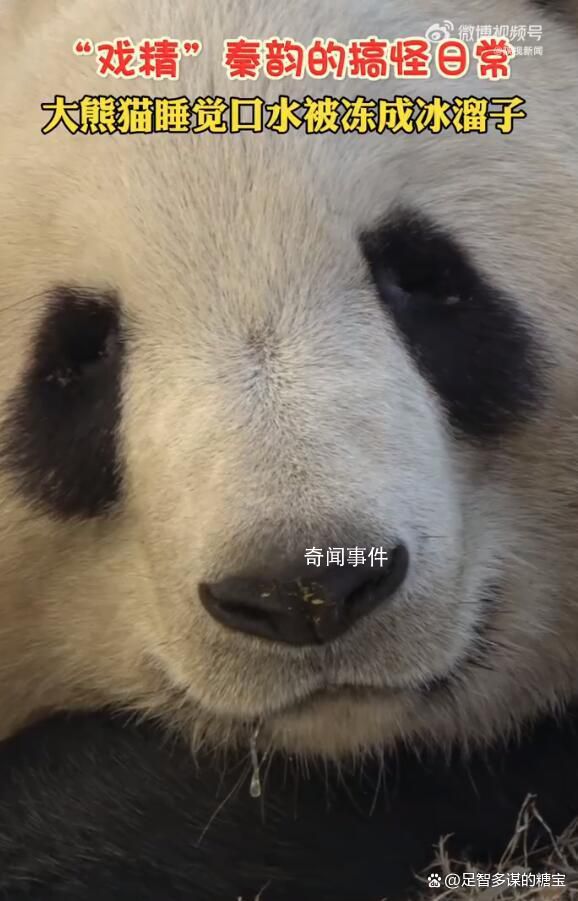 大熊貓睡覺口水被凍成冰溜子