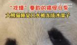 大熊貓睡覺口水被凍成冰溜子