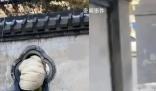 女子拿快遞為抄近路每次都鉆洞 戲稱：你是一點也不往旁邊看啊
