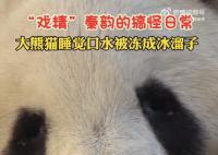 大熊貓睡覺口水被凍成冰溜子