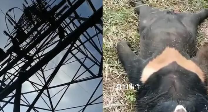 黑熊爬上高壓電塔觸電死亡 電力已恢復供應