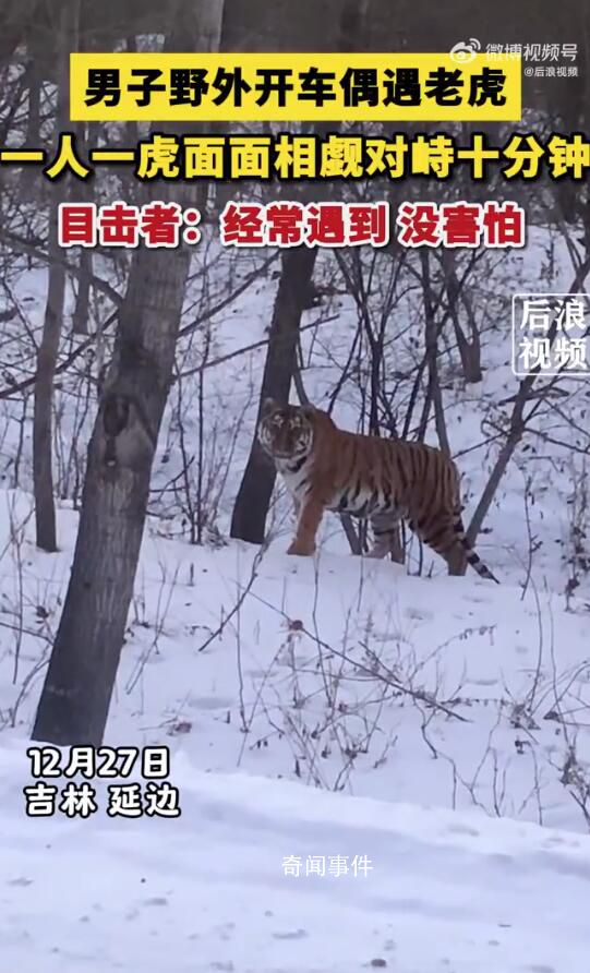 男子開車遇東北虎 雙方對峙10分鐘