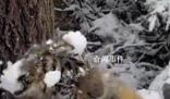 女生和虎寶寶玩雪 老虎無還手之力