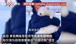 哈爾濱景區回應請白狐迎客:不咬人